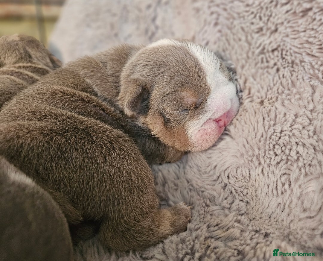 English Bulldog dogs for sale: Outstanding KC English Bulldogs, Top Quality Pups - Image 28