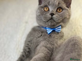 British Shorthair cats Adorable British Shorthair Kittens — READY TO GO! - Advert 10