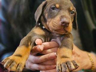 Dobermann dogs International Champ Bloodline Pups Ready 25thDEC - Advert 2