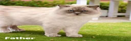Ragdoll cats for sale: Stunning fluffy blue-point ragdoll female kittens  - Advert 4