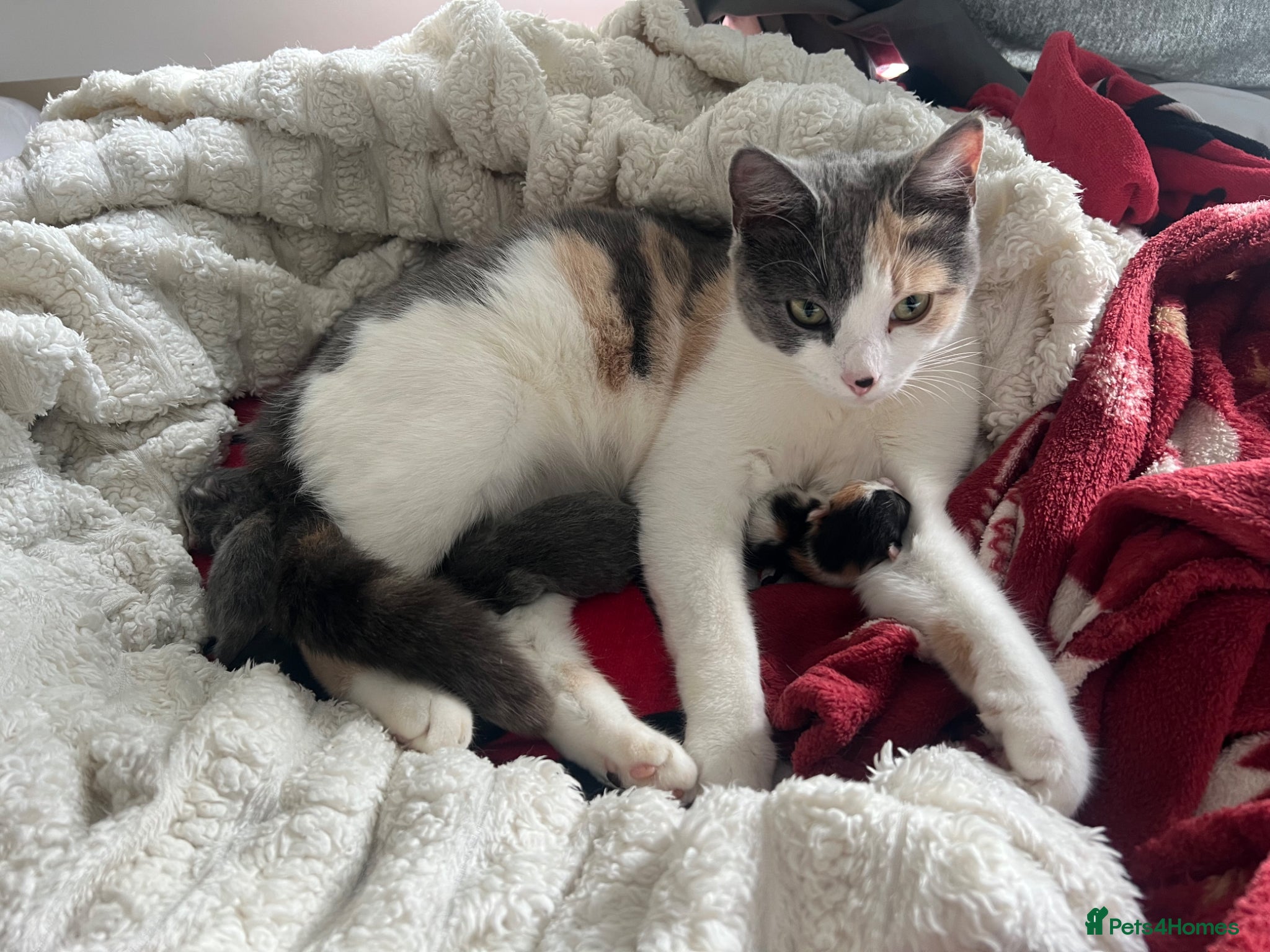 American Wirehair cats American wirehair cross kittens  - Advert 8