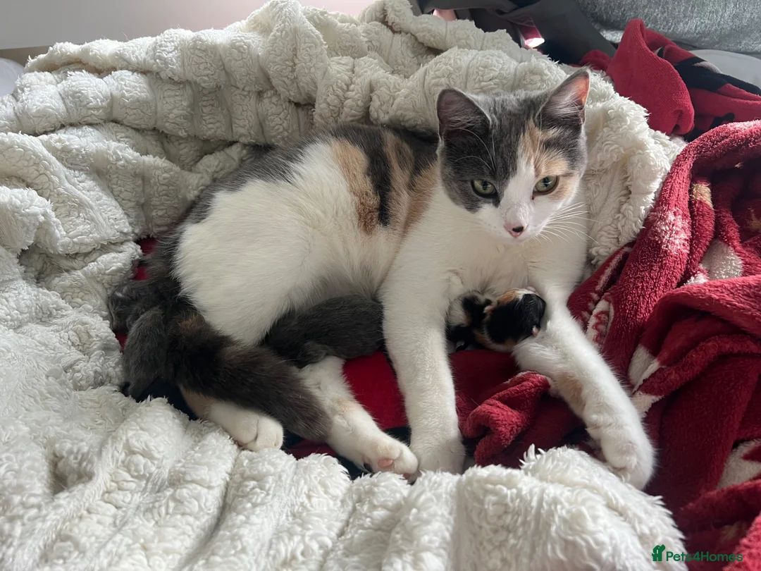 American Wirehair cats for sale: American wirehair cross kittens  in Northallerton - Advert 1