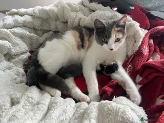 American Wirehair cats American wirehair cross kittens - Advert 8