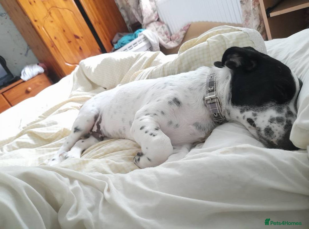 Mixed Breed dogs for adoption: Cheeky pup Zippy - Joyful, playful and loyal - Image 2