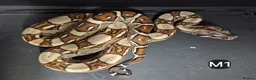 Boa Snake reptiles for sale: IMG Boa constrictors Males & Females  - Advert 5