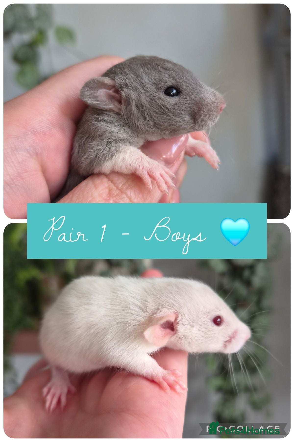 Rat rodents Beautiful Litter Of Dumbo Ratties ♡ - Advert 1
