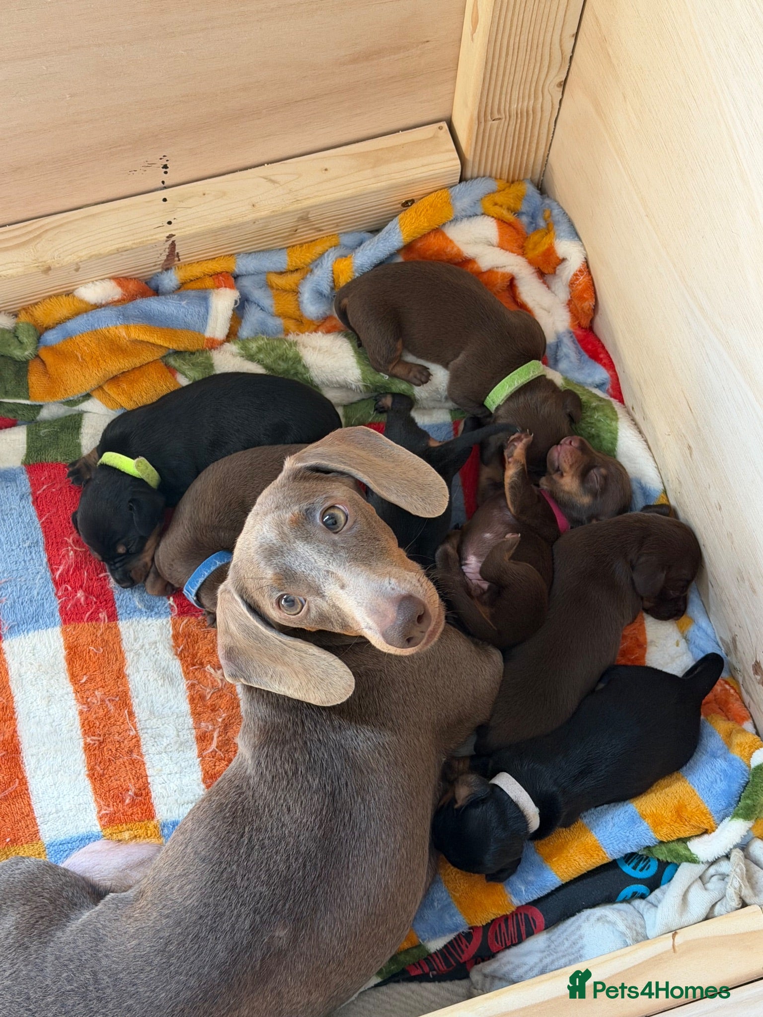 Dachshund dogs Chocolate and Black/Tan Dachshund puppies  - Advert 5