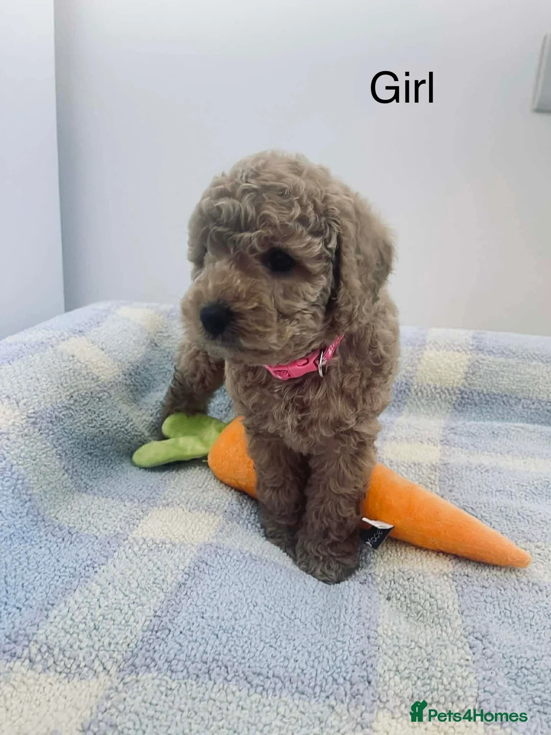 Cockapoo dogs for sale: Cockapoo  - Advert 2