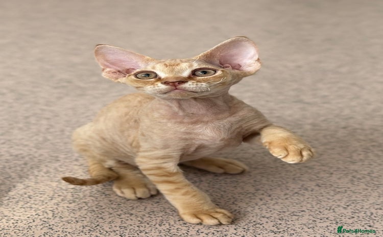 Devon Rex cats - Advert 1
