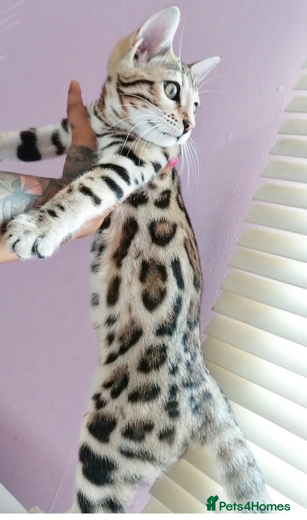 Gallery Image {{count}}