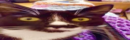 British Shorthair cats for sale: Sadly need to rehome our boy in Wallasey - Advert 4