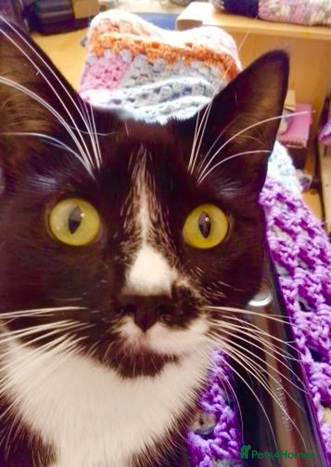 British Shorthair cats for sale: Sadly need to rehome our boy in Wallasey - Advert 4