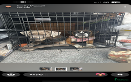 Mixed Breed dogs for sale: 2 gorgeous girls - Image 15