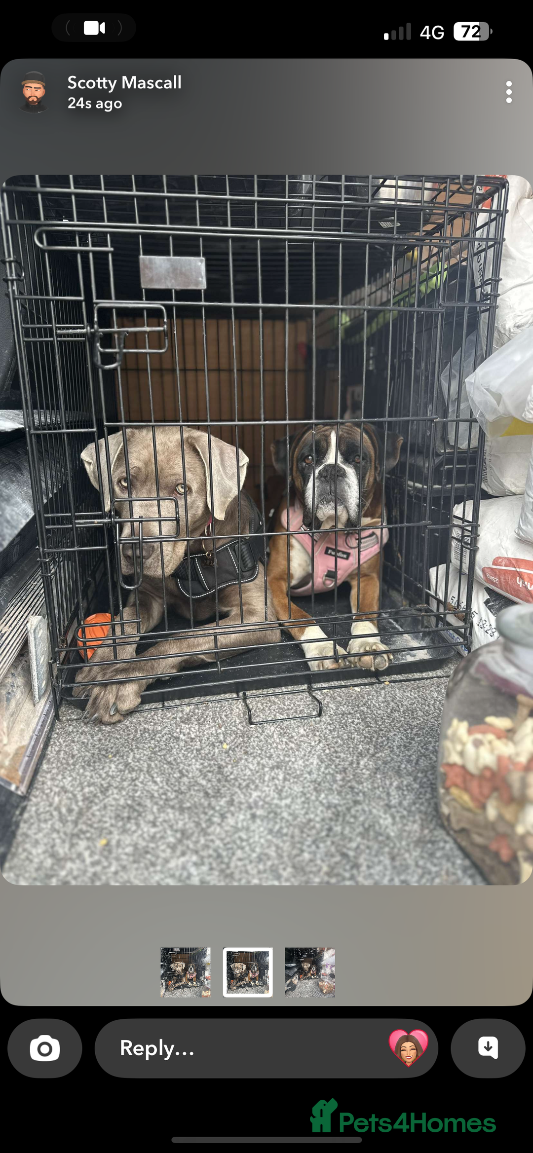 Mixed Breed dogs for sale: 2 gorgeous girls - Image 15