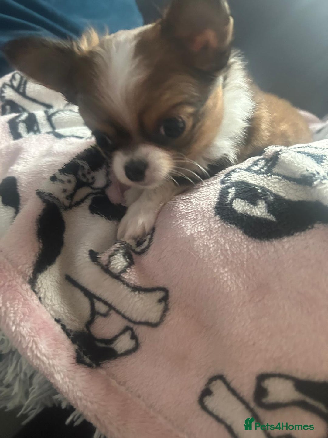 Chihuahua dogs for sale: 🌟Chihuahua Boy Ready for a Forever Loving Home🌟 - Advert 12