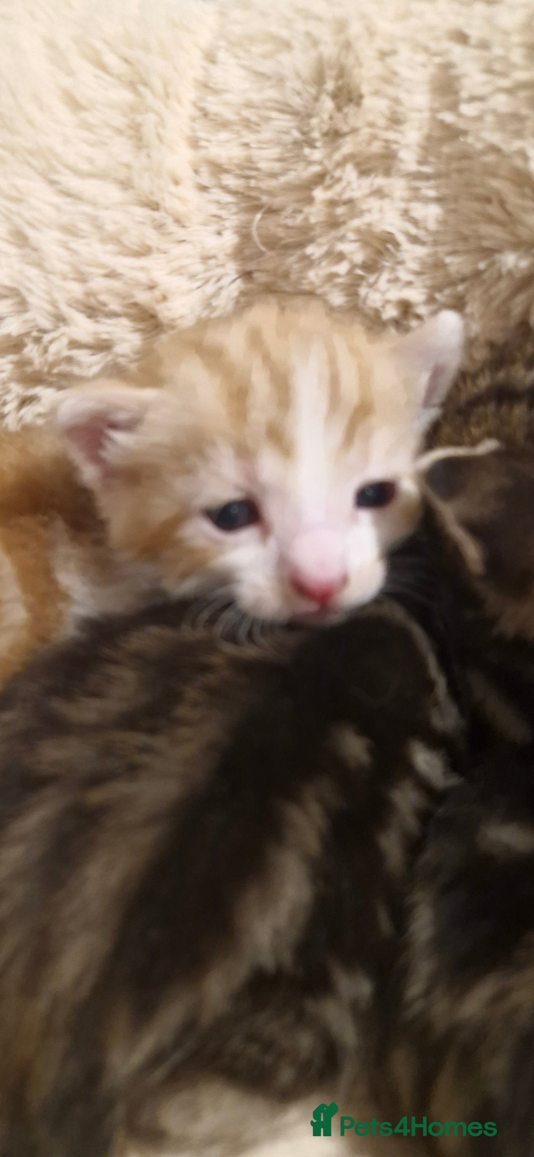 Mixed Breed cats for sale: Kittens looking for their forever homes - Advert 6