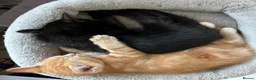 Mixed Breed cats for sale: Adorable bengal&tabby mix kittens  - Advert 11