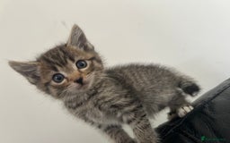 Ragdoll cats for sale: Ragdoll x Bengal  - Image 9