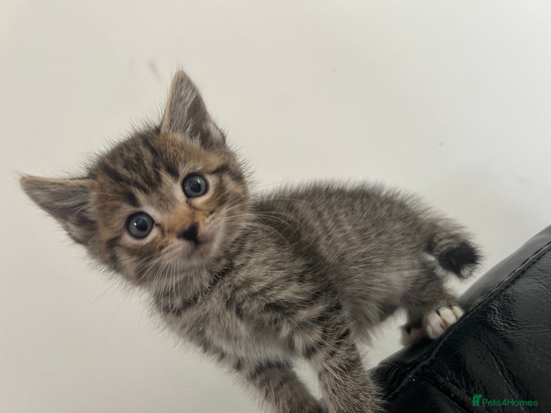 Ragdoll cats for sale: Ragdoll x Bengal  - Image 9