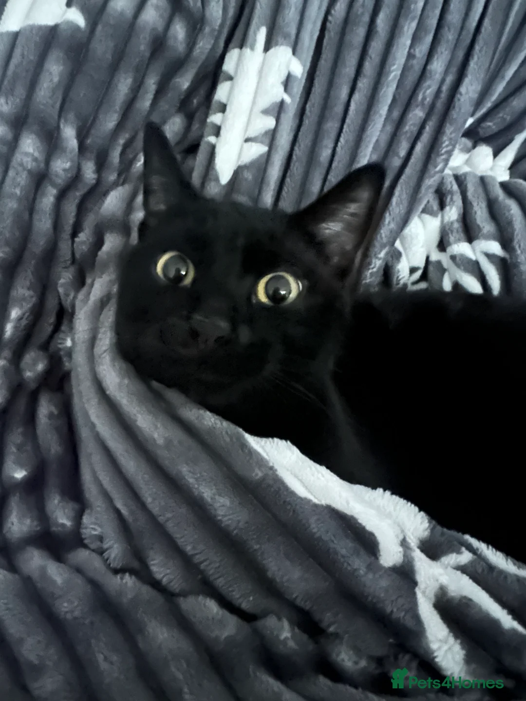 Mixed Breed cats for sale: Black cat  - Advert 4