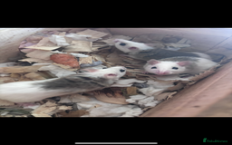 Rat rodents for sale: African Soft Furs  - Image 2