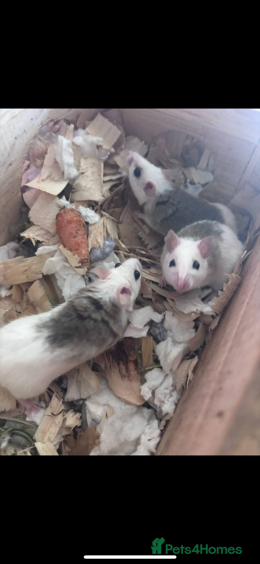 Rat rodents for sale: African Soft Furs  - Image 2