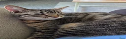 Mixed Breed cats for sale: Bella  in Doncaster - Advert 3