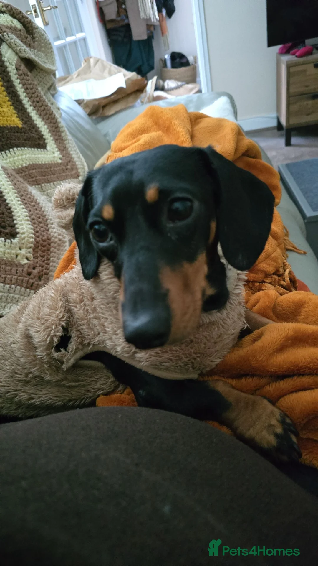 Dachshund dogs for sale: 3 year old Tweenie Dachshund in Cambridge - Advert 6