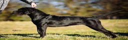 Cane Corso dogs for sale: Pedigree cane corso Male 1 yr old - Advert 6