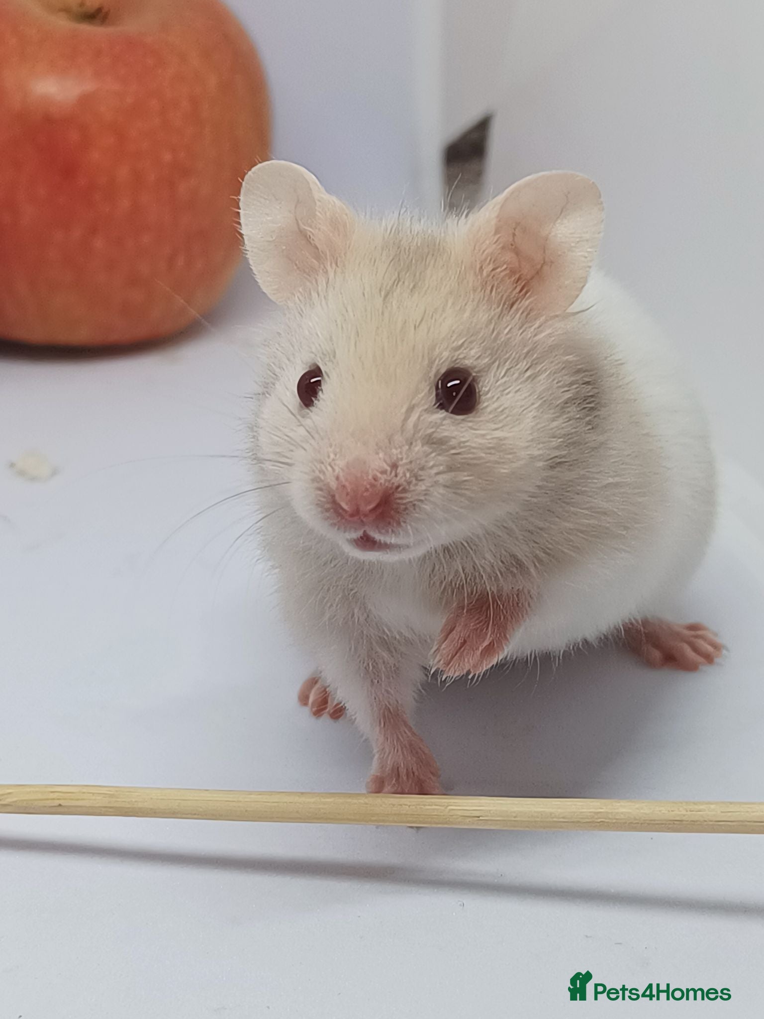Hamster rodents ❤❤❤  BABY SYRIAN HAMSTERS ❤❤❤ - Advert 17