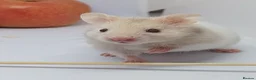 Hamster rodents for sale: ❤❤❤  BABY SYRIAN HAMSTERS ❤❤❤ in Bristol - Advert 4