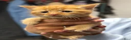 Mixed Breed cats for sale: Beautiful Fluffy Kittens - Advert 4