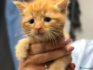 Mixed Breed cats Beautiful Fluffy Kittens - Advert 1