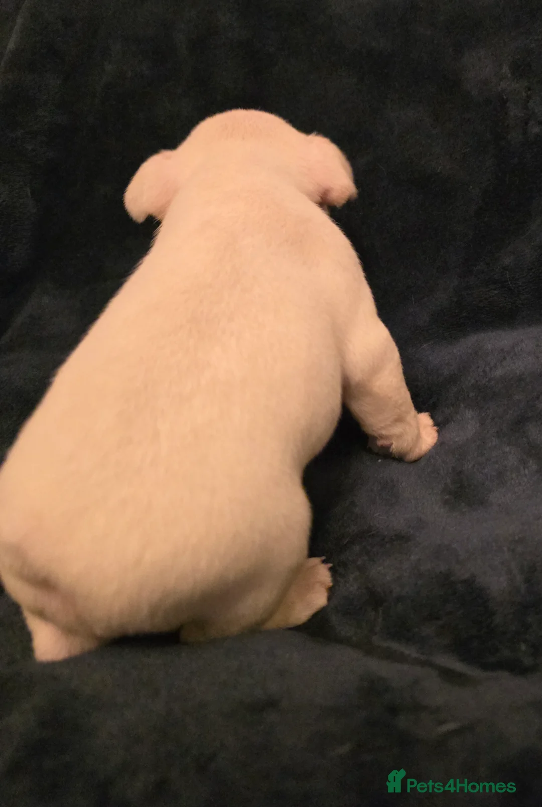 French Bulldog dogs for sale: Chunky Frenchie Puppies  - Advert 13