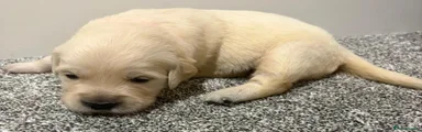 Golden Retriever 5