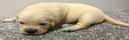 Golden Retriever dogs for sale: Beautiful healthy puppies - Advert 33