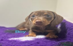 Miniature Dachshund dogs for sale: ⭐️🦋⭐️MINI MINIATURE DACHSHUNDS READY NOW ⭐️🦋⭐️ - Image 7