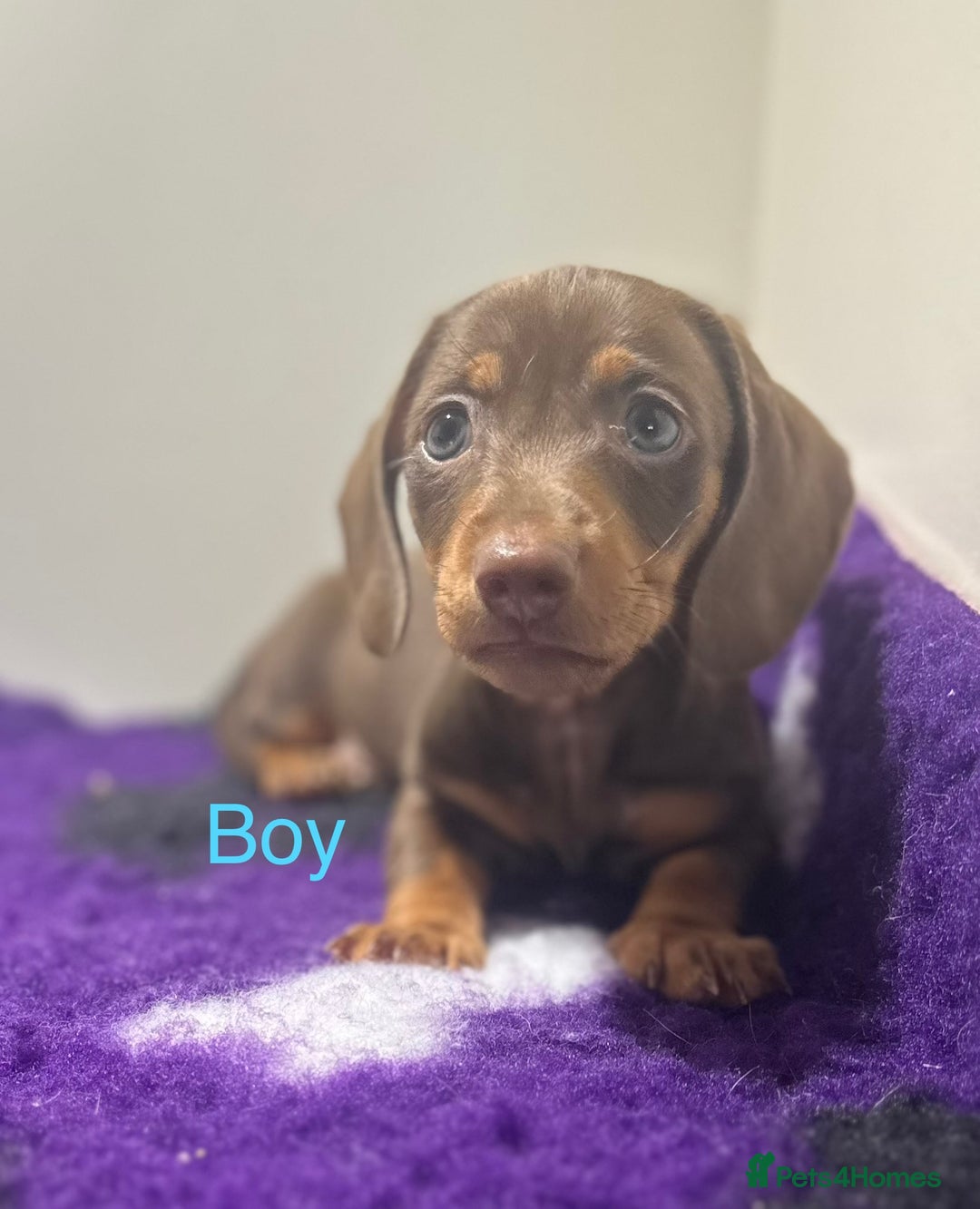 Miniature Dachshund dogs for sale: ⭐️🦋⭐️MINI MINIATURE DACHSHUNDS READY NOW ⭐️🦋⭐️ - Image 7