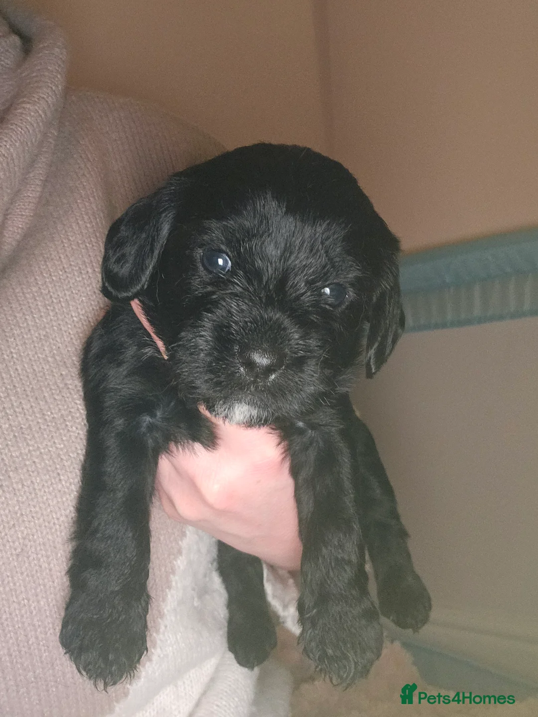 Mixed Breed dogs for sale: 4 beautiful pups for sale - Advert 12