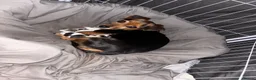 Mixed Breed dogs for sale: Jackawawa boy - Advert 3