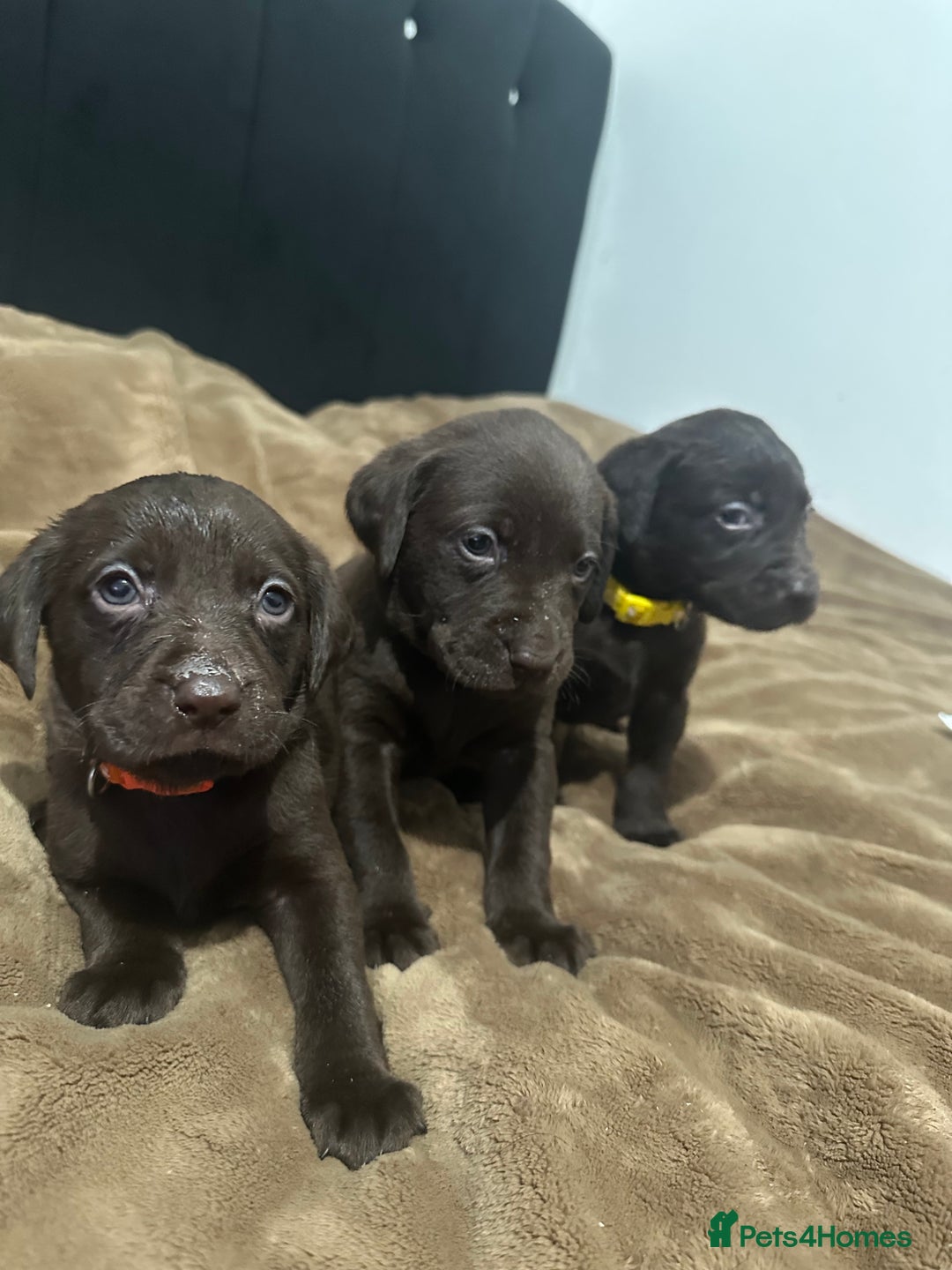 Labrador Retriever dogs for sale: Labrador puppies - Advert 3