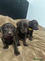 Labrador Retriever dogs Labrador puppies - Advert 8