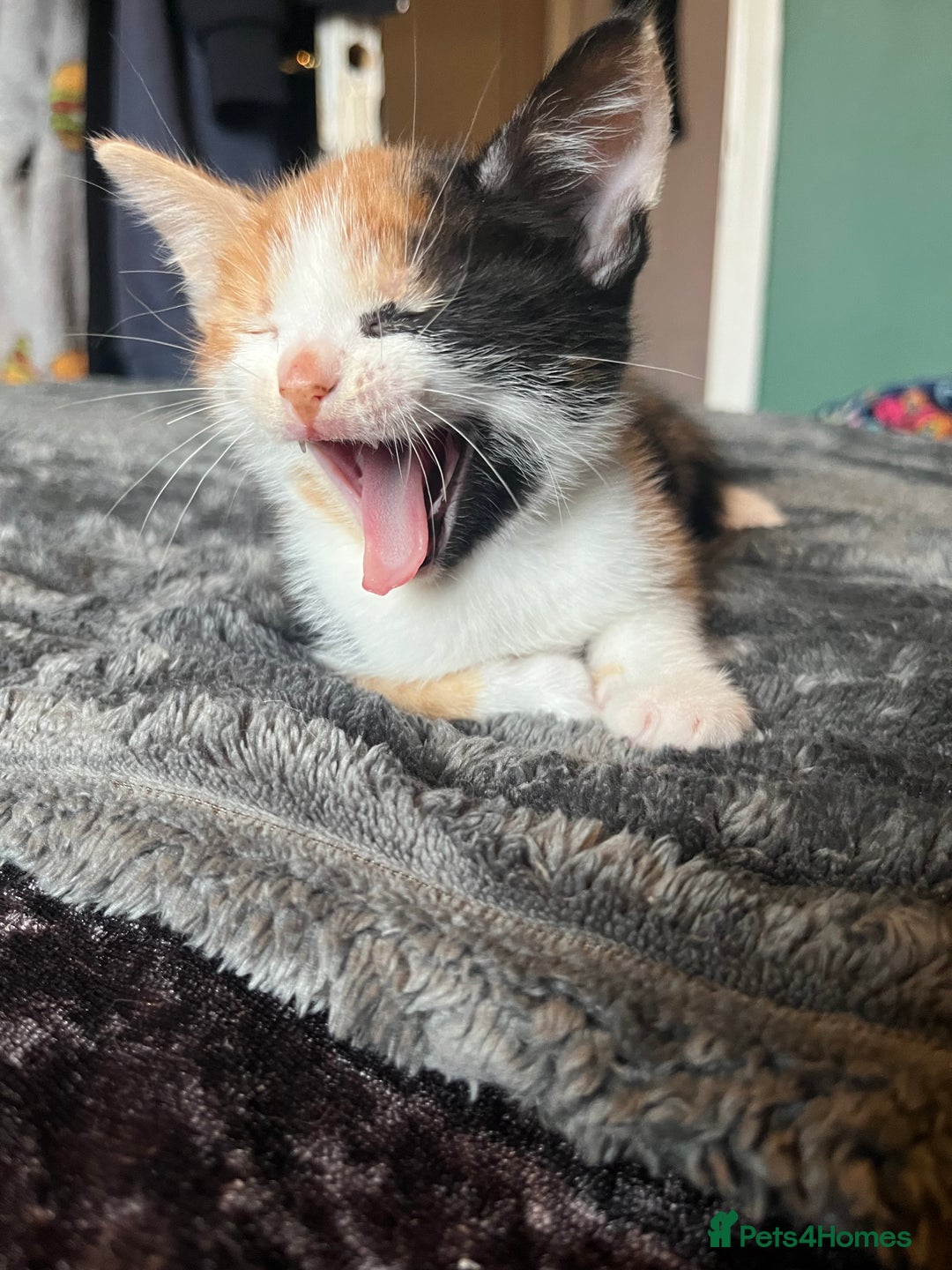 Mixed Breed cats for sale: Beautiful tri coloured kittens  - Advert 8