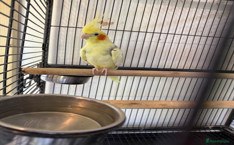 Cockatiels birds - Advert 1