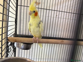 Cockatiels birds - Advert 22