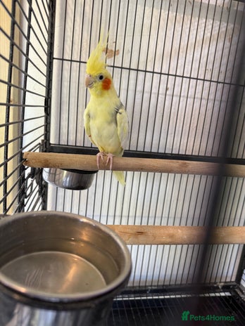 Cockatiels birds - Advert 3