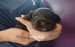 Cockapoo dogs for sale: Stunning cockapoo puppies  - Image 13