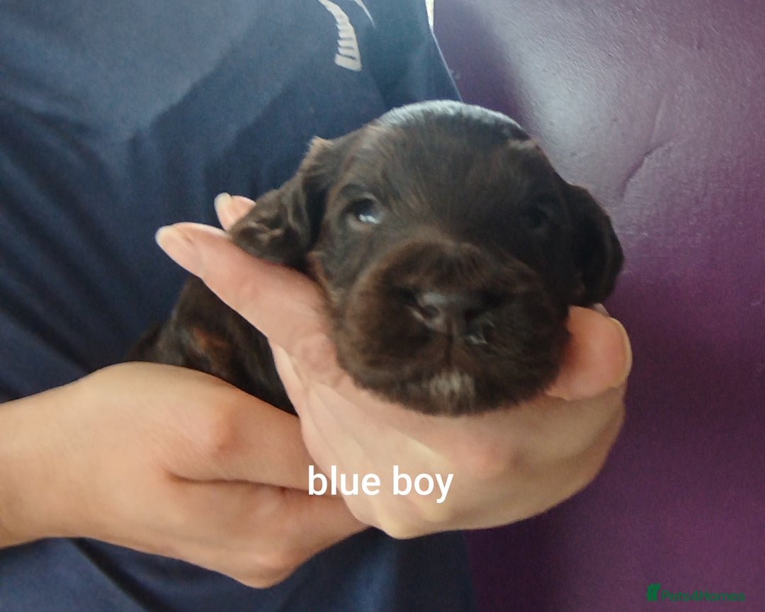 Cockapoo dogs for sale: Stunning cockapoo puppies  - Image 13