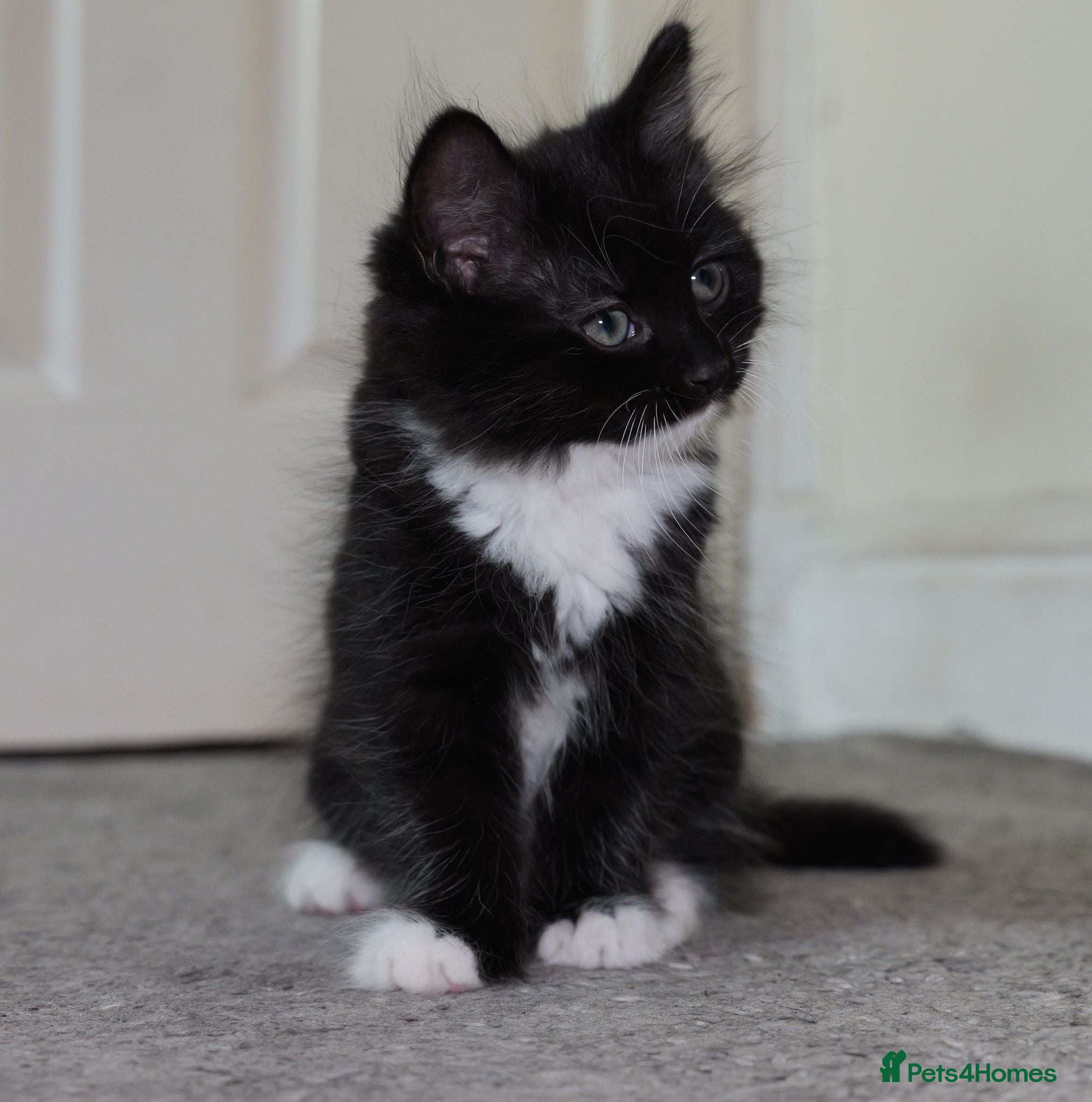 Turkish Angora cats Playful Kittens for Loving Homes - Advert 1