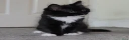 Turkish Angora cats for sale: Turkish Angora Mix Kittens - Advert 9